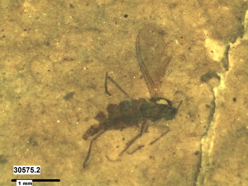 Diptera