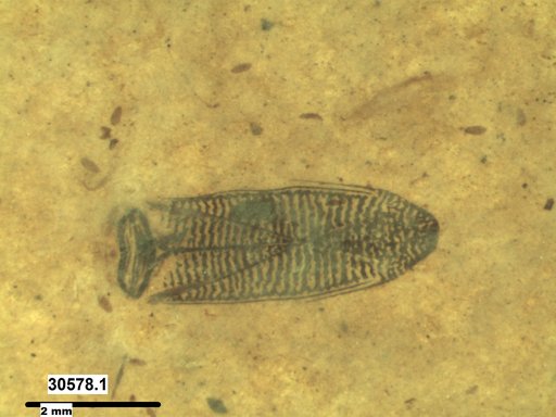 Corixidae
