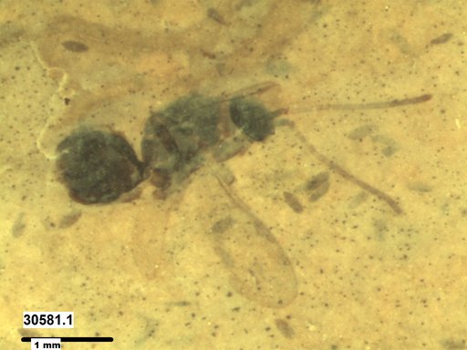Diapriidae