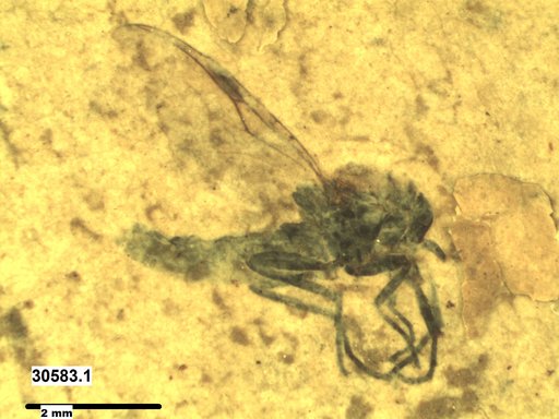 Diptera