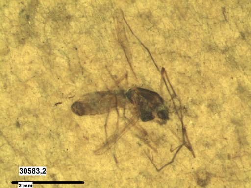 Diptera