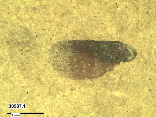 Tracheophyta