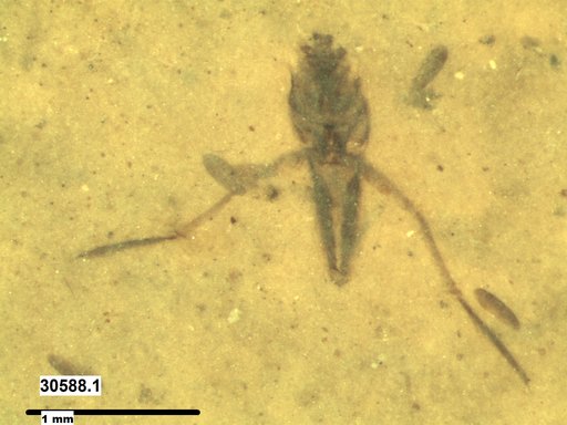 Notonectidae