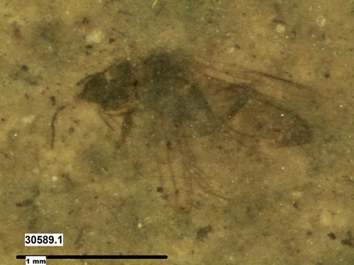 Genus sp
