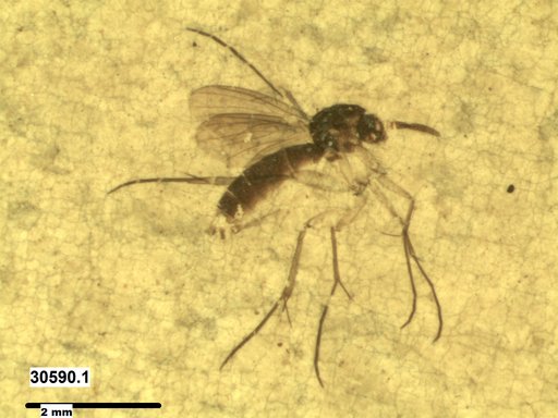 Mycetophilidae