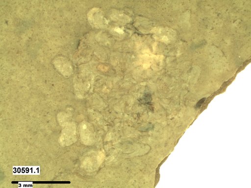 Genus sp