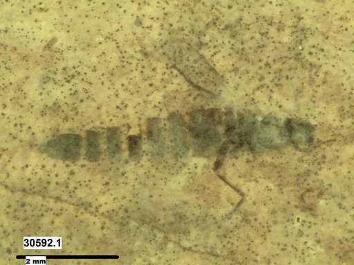 Diptera