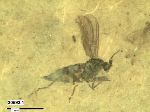 Diptera