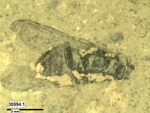 Diptera