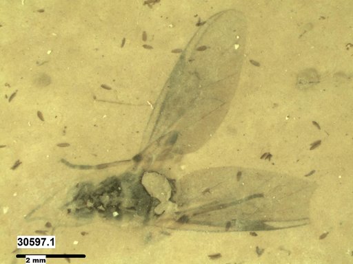 Diptera