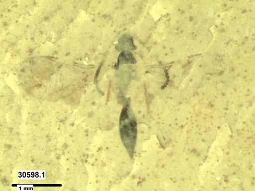 Diapriidae
