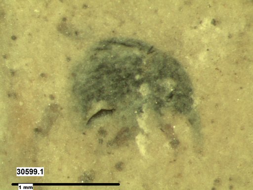 Genus sp