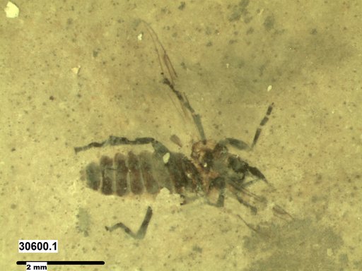 Genus sp