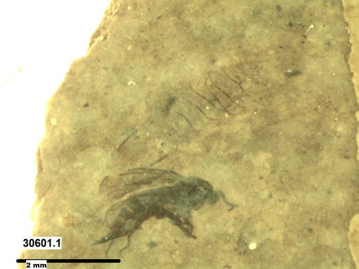 Diptera