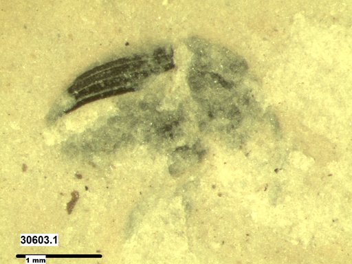 Genus sp