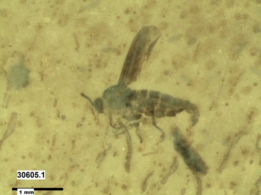 Sciaridae
