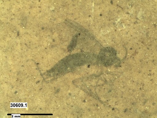 Diptera