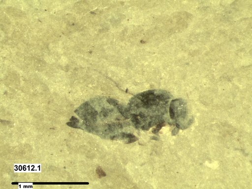 Genus sp