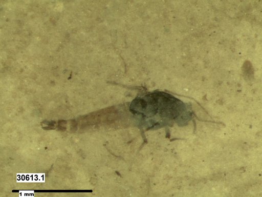Diptera