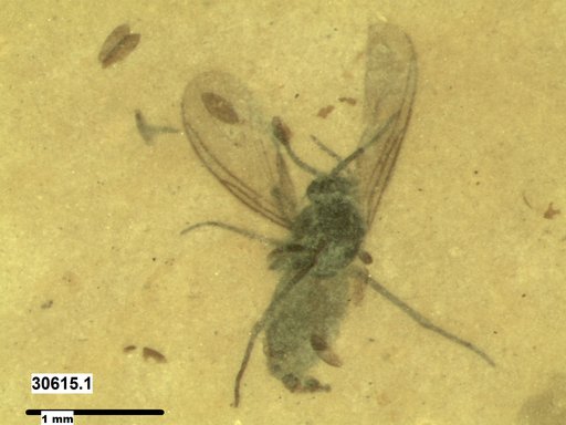 Sciaridae