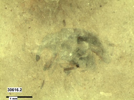 Genus sp
