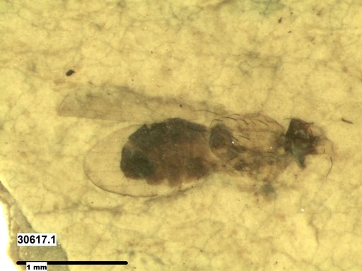 Diptera