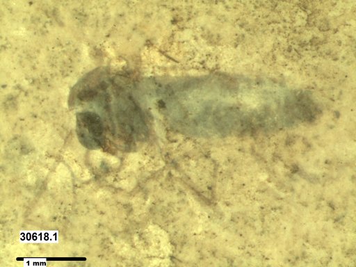 Diptera