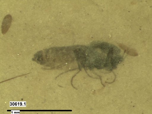 Diptera