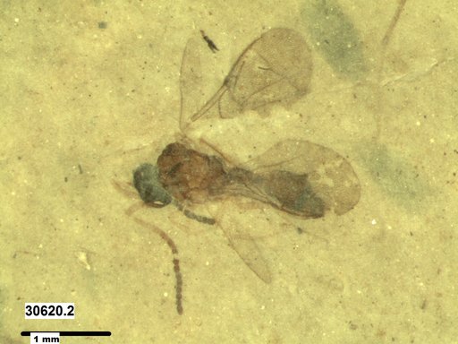 Diapriidae