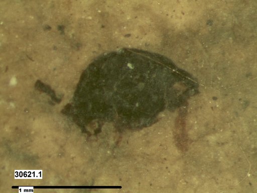 Tracheophyta