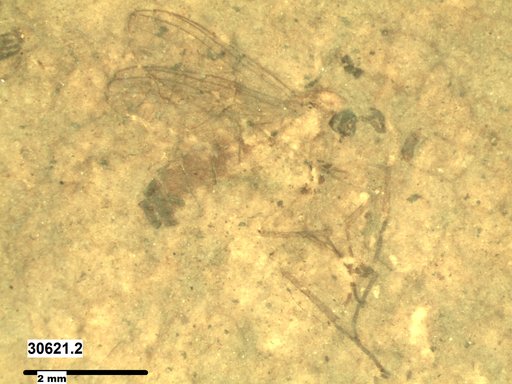 Diptera