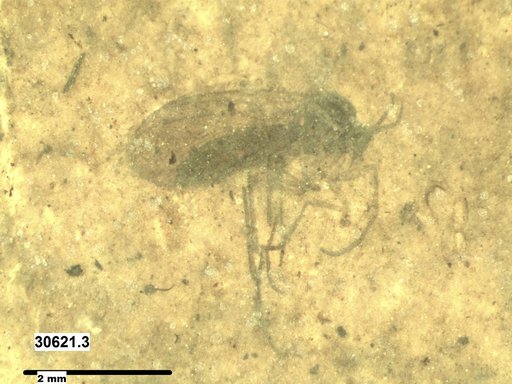 Diptera