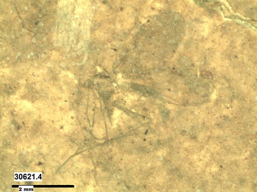 Diptera