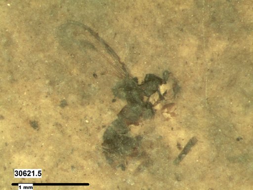 Diptera