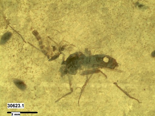 Diptera