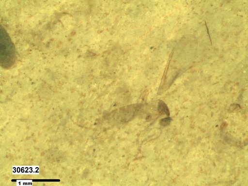 Diptera