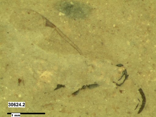 Proctotrupidae