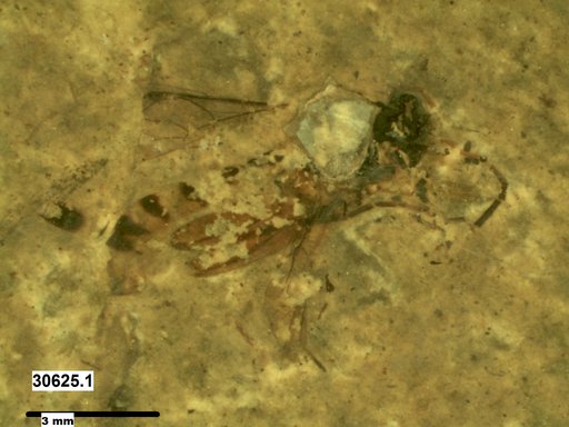 Ichneumonidae