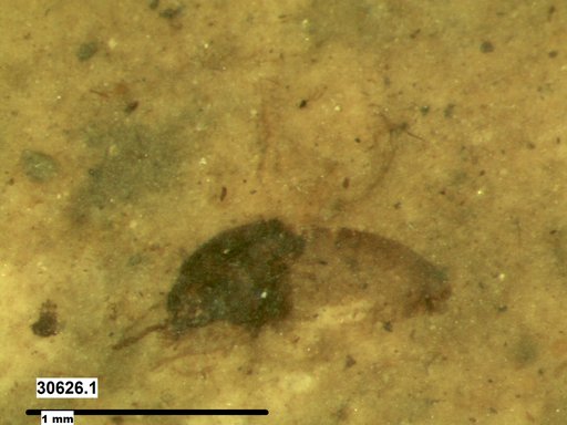 Diptera