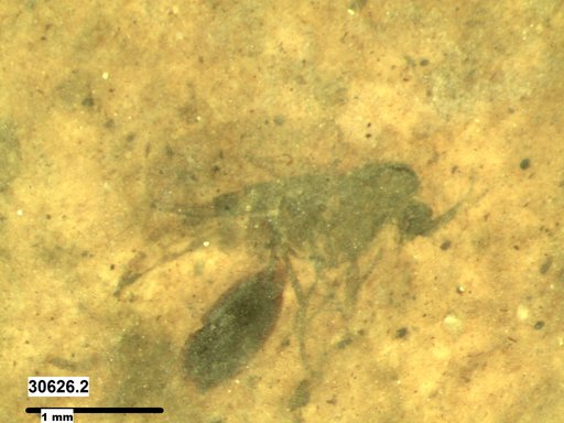 Diptera