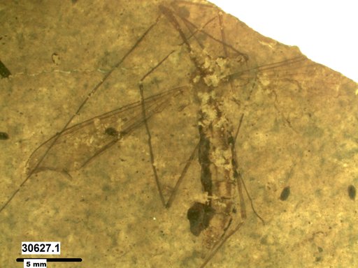 Diptera