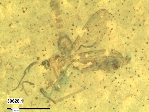 Diptera