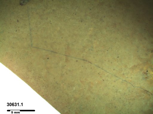 Diptera
