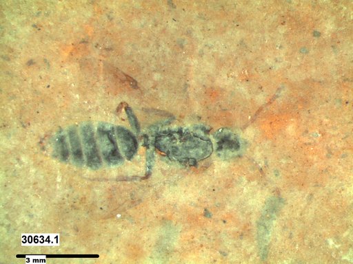 Formicidae