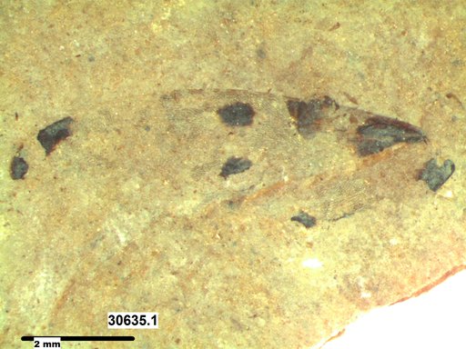 Genus sp