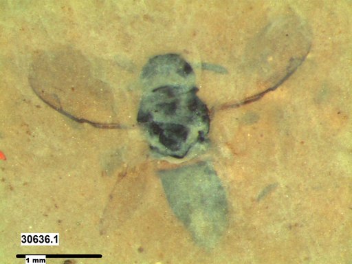 Genus sp