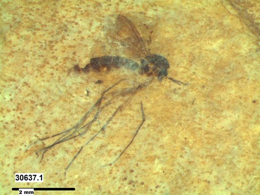Mycetophilidae