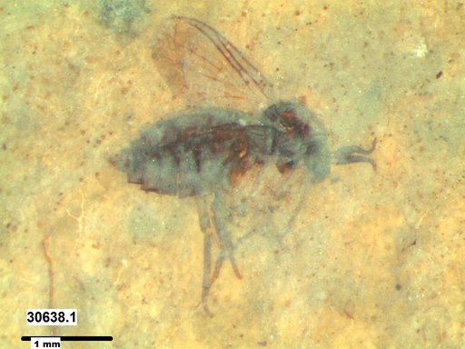 Diptera