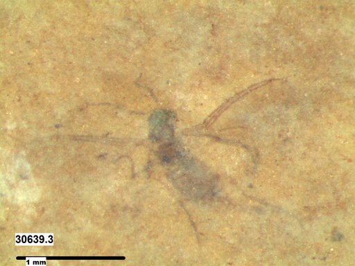 Diptera