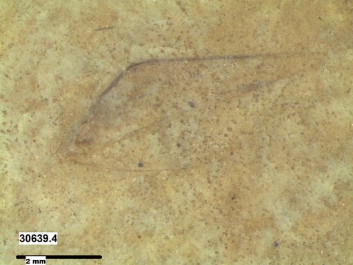 Genus sp